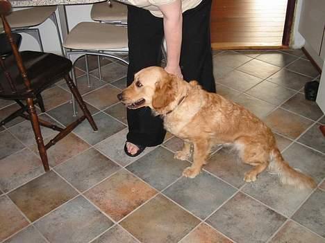 Golden retriever Bonnie billede 5