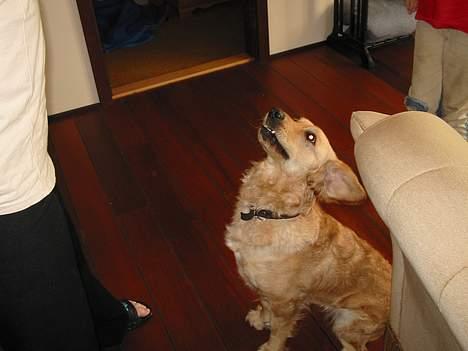 Golden retriever Bonnie billede 6