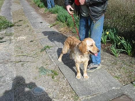 Golden retriever Bonnie billede 7