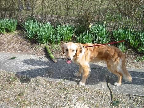 Golden retriever Bonnie billede 8