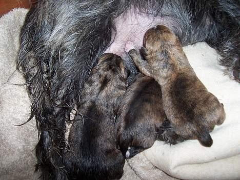 Blanding af racer <3 hvalpe <3 - mickey,nikki og tikki får mad efter fødslen! billede 1