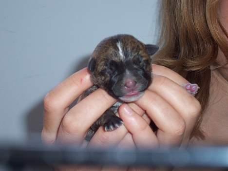 Blanding af racer <3 hvalpe <3 - lille mickey efter malou havde fundet ham i sandet! billede 2