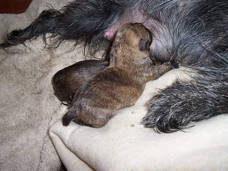 Blanding af racer <3 hvalpe <3 - den tykke i front er nikki hun tog en halv time om at komme!!! bagved er lille mickey´s rumpe! billede 3