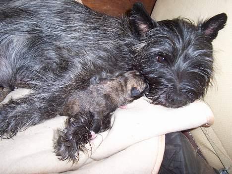 Blanding af racer <3 hvalpe <3 - nikki og mor hygger mens der bliver skiftet aviser første gang ialt måtte jeg skifte aviser 3 gange!!! billede 4