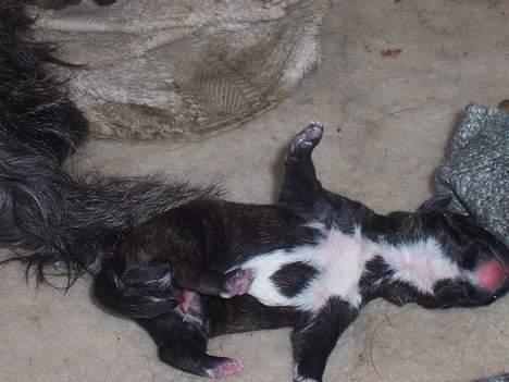 Blanding af racer <3 hvalpe <3 - lille marco den 2 sidste! billede 5