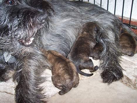 Blanding af racer <3 hvalpe <3 - vicky kan kun grine når hendes fjollede unger triller omkring! billede 6