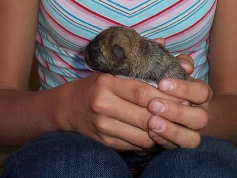 Blanding af racer <3 hvalpe <3 - min veninde line holder lille mickey der er hendes favorit efter stella! billede 7