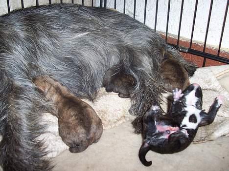 Blanding af racer <3 hvalpe <3 - marco laver stunts igen igen!! billede 8