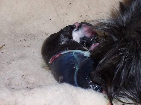 Blanding af racer <3 hvalpe <3 - tikki lige efter fødslen! viksen er igang med at fjerne moderkagen! billede 9