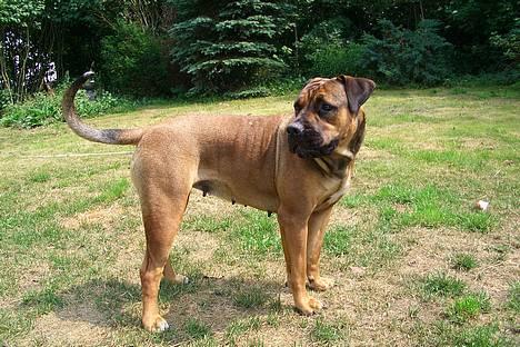 Boerboel Phoebe billede 17