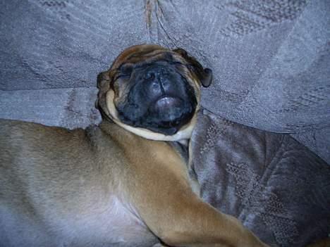 Boerboel Phoebe billede 18