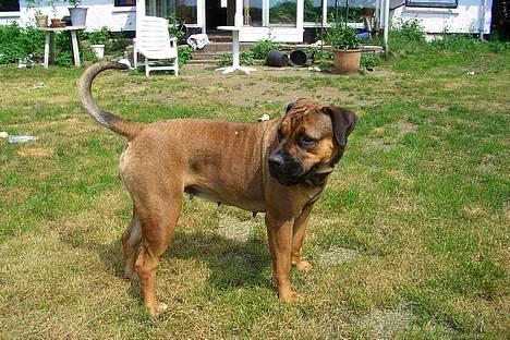 Boerboel Phoebe billede 19