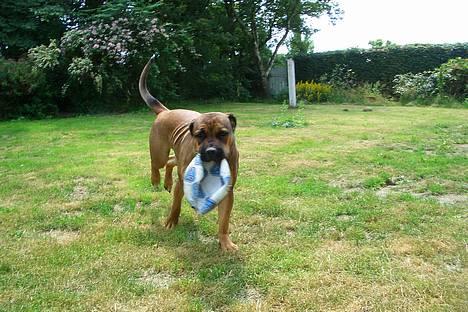 Boerboel Phoebe billede 20
