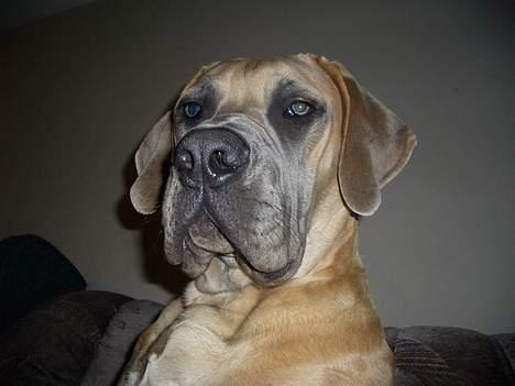 Boerboel Balder billede 11