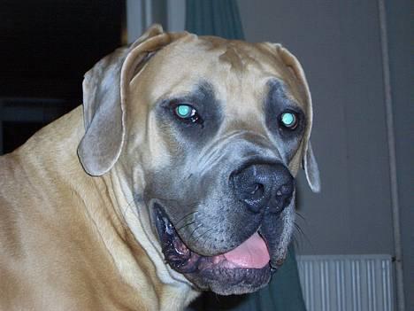 Boerboel Balder billede 13