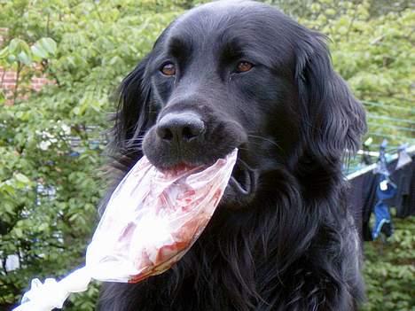 Blanding af racer Smutter - har stadig kød skal nok flå det nu billede 9