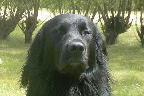 Blanding af racer Smutter - hvor ligner jeg er gammel han hund på billede her men blev nød til at lukke øjene lidt solen stirrede mig i hovedt helt ærlig!! billede 10