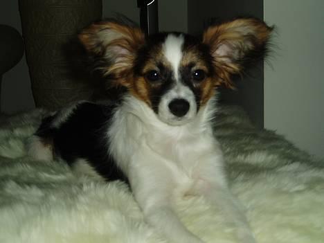 Papillon Tulle - Her er jeg 4måneder gammel billede 1