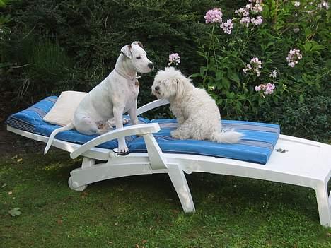 Amerikansk bulldog Chanel - Hyggetid med min veninde Molly billede 5