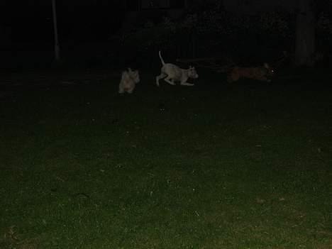 Amerikansk bulldog Chanel - Jeg kommer og tager dig!! billede 6