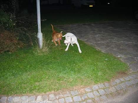 Amerikansk bulldog Chanel - Jeg er meget farlig billede 7