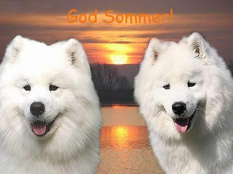 Samojedhund Kiaks Kenzo of Dancer - Far & MIg ønsker alle en dejlig sommer billede 17