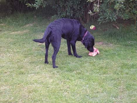 Blanding af racer Mille - Jaaa! Kødben!  billede 4