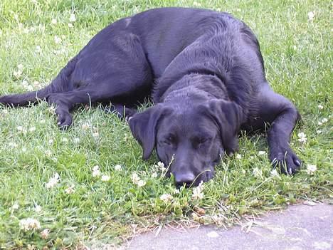 Blanding af racer Mille - Blunder lige lidt... billede 5