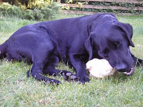 Blanding af racer Mille - Grrr, knaaas... billede 6