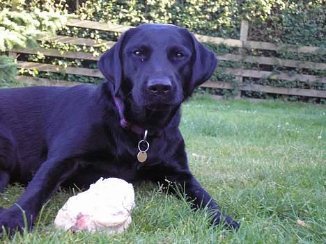 Blanding af racer Mille - Hvad? Hvem? Mig? Nåh, der! billede 7