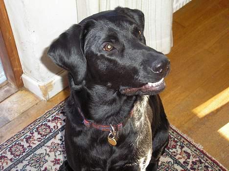 Blanding af racer Mille - Øh, hvad? Mad? Interessant... billede 8