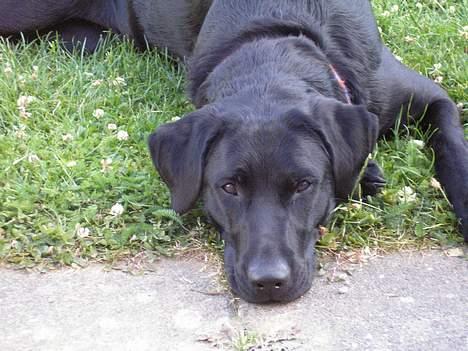 Blanding af racer Mille - Må man nu ikke sove i fred? billede 9