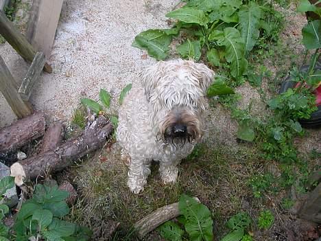 Irish softcoated wheaten terrier Fiddik *DØD* billede 10