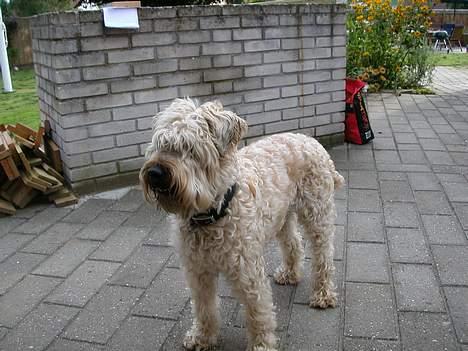 Irish softcoated wheaten terrier Fiddik *DØD* billede 11