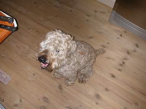 Irish softcoated wheaten terrier Fiddik *DØD* billede 12