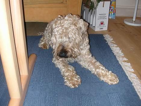 Irish softcoated wheaten terrier Fiddik *DØD* billede 13