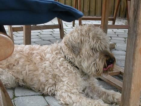 Irish softcoated wheaten terrier Fiddik *DØD* billede 14