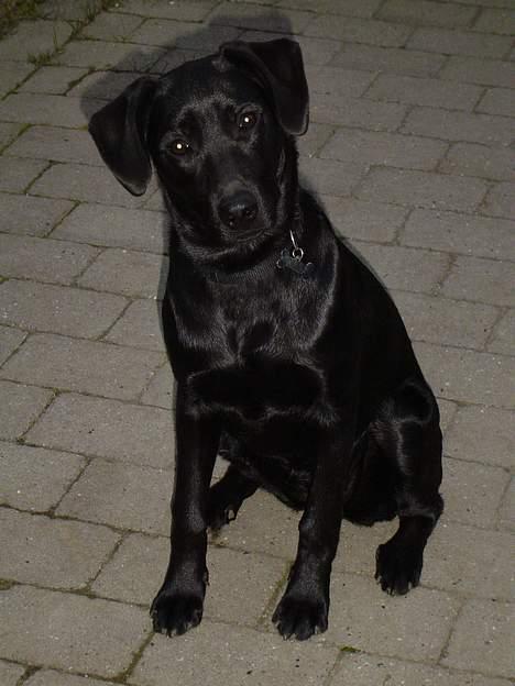 Labrador retriever Merle - er jeg ikk fiin ? , ( 7 måneder gammel ) billede 3