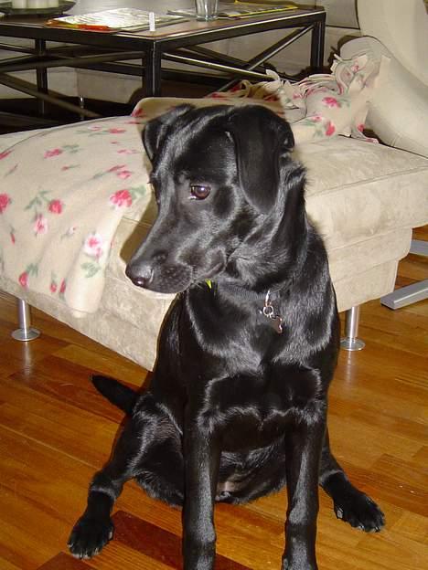 Labrador retriever Merle - den smukkeh tøz , igen =S billede 5