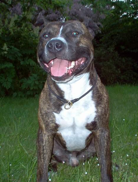 Amerikansk staffordshire terrier Dingo billede 1