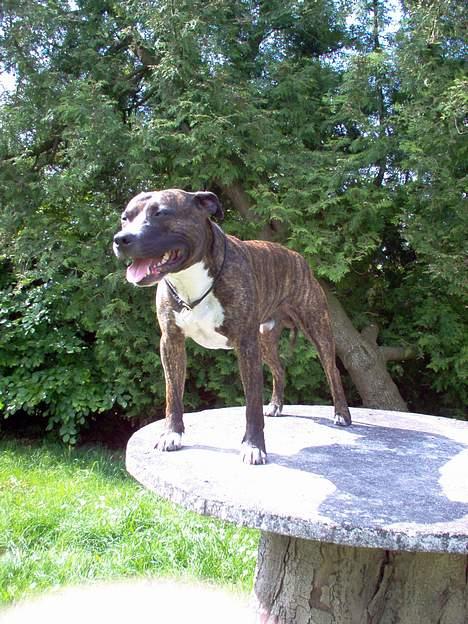 Amerikansk staffordshire terrier Dingo billede 2