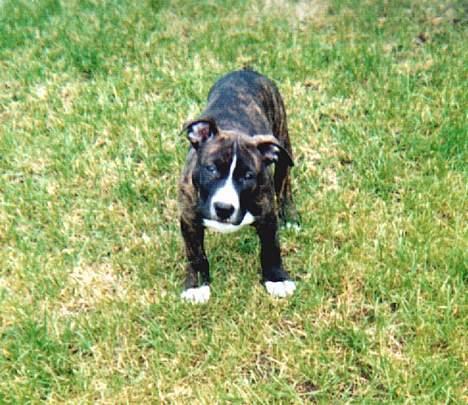 Amerikansk staffordshire terrier Dingo billede 3
