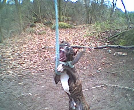 Amerikansk staffordshire terrier Dingo billede 4