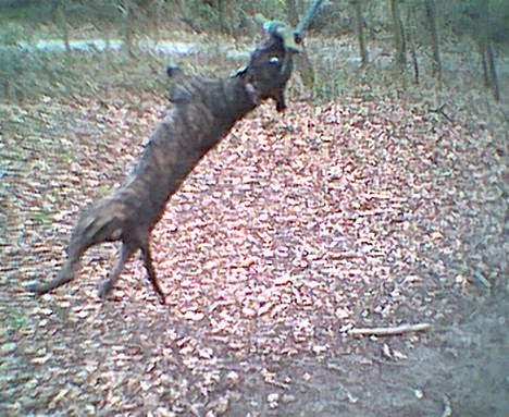 Amerikansk staffordshire terrier Dingo billede 5