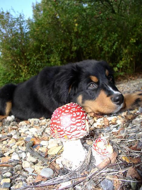 Berner sennenhund Rex - Rex som lille 2004! Leder efter mine søskene fra Hejmdal af mor BAMSE billede 1