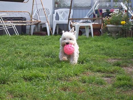West highland white terrier Frida - jaaa... bold! billede 17