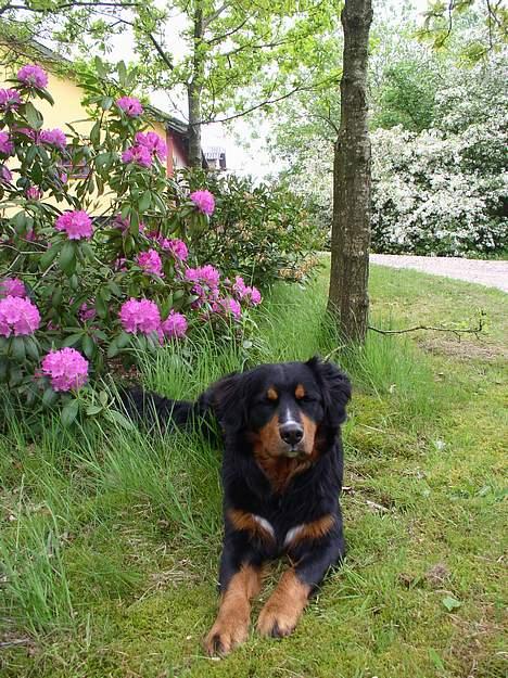 Berner sennenhund Rex - Se jeg er blevet en stor stærk han-hund på 45 kg billede 2