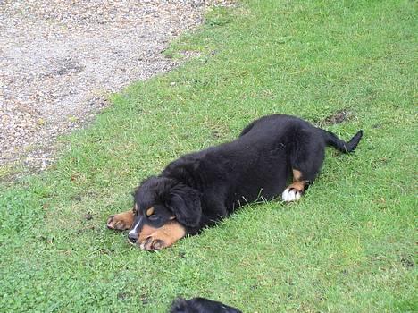 Berner sennenhund Rex - Jeg er bare så fræk som hvalp billede 3