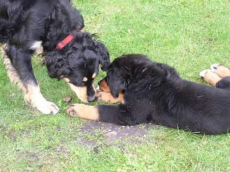 Berner sennenhund Rex - Min og min dejligt  hunde-mor Bamse billede 4