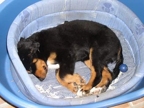 Berner sennenhund Rex - Ahhh så blev jeg træt billede 5
